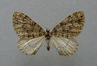 <i>Colostygia kollariaria</i> Species of moth