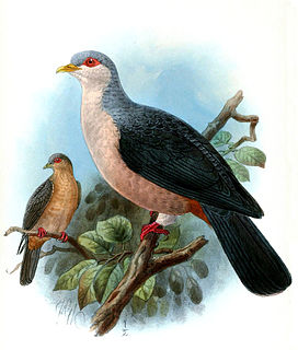 Buru mountain pigeon Species of bird from Buru, Indonesia