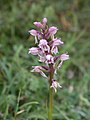 Dactylorhiza × mixta