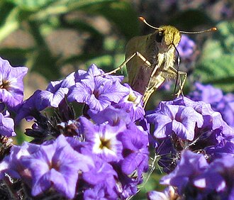 Common hottentot skipper on garden Heliotropium; anterior aspect Common hottentot skipper Hesperiidae Gegenes niso 3174s.jpg