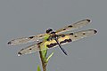 * Nomination Common picture wing (Rhyothemis variegata) male --Charlesjsharp 10:53, 8 January 2020 (UTC) * Promotion Good quality. --Cvmontuy 18:34, 8 January 2020 (UTC)
