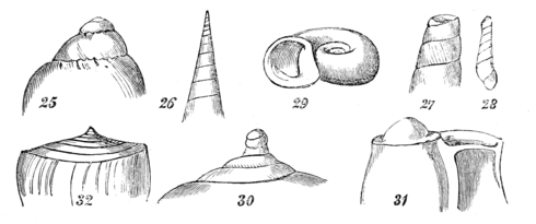 Fig. 25, obtuse; 26, acute; 27, 28, decollated; 29, concave; 30, papillary; 31, mammellated; 32, discoidal.