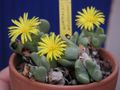 Conophytum cytolinum