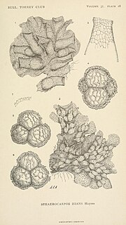 Thumbnail for File:Contributions from the New York Botanical Garden (1899-) (20687456075).jpg