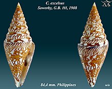 Conus excelsus 1.jpg