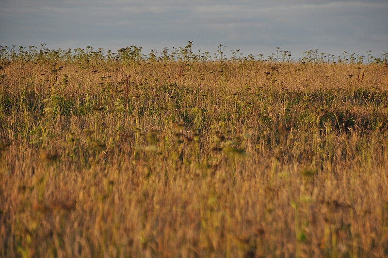 File:Cornwall , Grassy Field - geograph.org.uk - 4606630.jpg