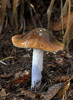 Thumbnail for Cortinarius vanduzerensis