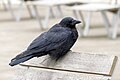 * Nomination A carrion crow (Corvus corone) in Gennevilliers, France. --Alexis Lours 06:02, 29 October 2023 (UTC) * Promotion  Support Good quality. --Poco a poco 07:20, 29 October 2023 (UTC)