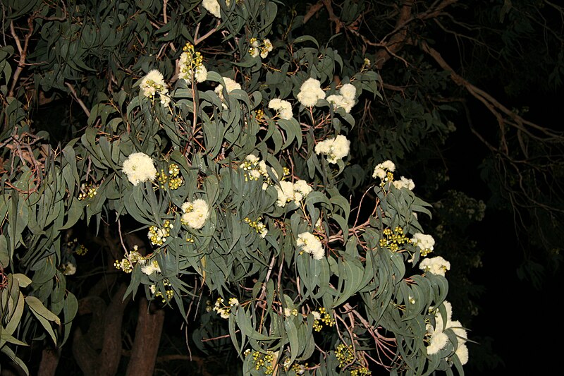 File:Corymbia eximia rozellebud.jpg