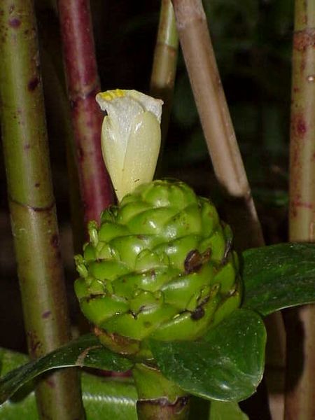 Costus deistelii