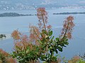 * Nomination Smoke tree (Cotinus coggygria) --Robert Flogaus-Faust 16:26, 31 July 2021 (UTC) * Promotion Good quality --Michielverbeek 17:00, 31 July 2021 (UTC)