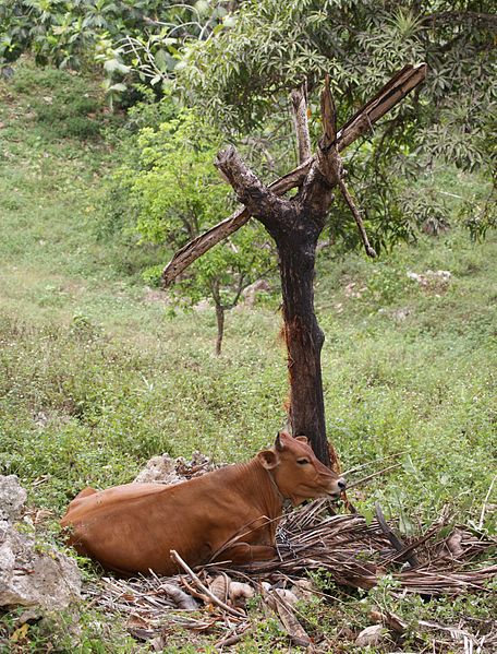 File:Cow Lamarre 2010-04-05.jpg