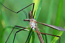 پرواز جرثقیل (tipula oleracea) head.jpg