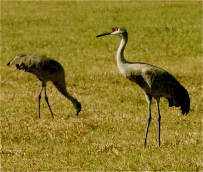 File:Cranes at Myakka.jpg