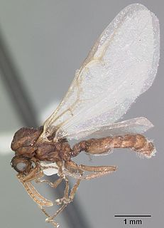 <i>Crematogaster cerasi</i> Species of ant