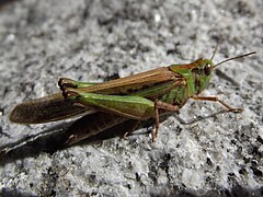 Criquet migrateur vert