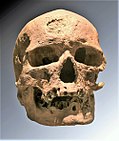 Cro-Magnon 1 fue el primer fósil reconocido como de nuestra especie, H. sapiens, por eso se utiliza como nombre común de los sapiens antiguos.