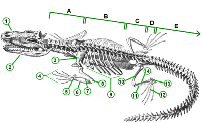 Skelet van een krokodilachtige. Letters geven de opbouw van de wervelkolom aan en cijfers de diverse botstructuren.