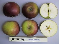 Cross section of Red Cox, National Fruit Collection (acc. 2000-121) .jpg