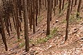 切捨間伐による荒廃スギ林の整備（神奈川県）