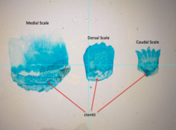 Ctenoid scales from a perch vary from the medial (middle of the fish), to dorsal (top), to caudal (tail end) scales. Ctenoid Perch Scales.png