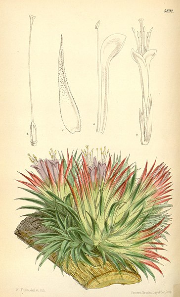 File:Curtis's botanical magazine (Tab. 5892) (8393028582).jpg