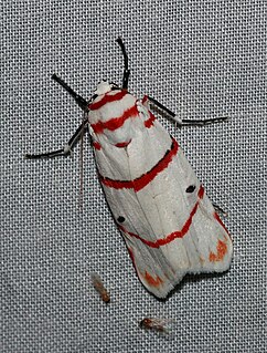 <i>Cyana</i> Genus of moths