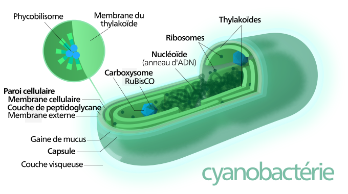 File:Cyanobacterium-fr.svg