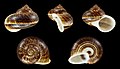 * Nomination Shell of a Cyclophorid, Cyclophorus diplochilus --Llez 22:03, 16 February 2019 (UTC) * Promotion  Support Good quality. --Tournasol7 00:20, 17 February 2019 (UTC)