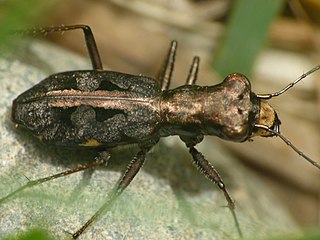 <i>Cylindera dromicoides</i> Species of beetle