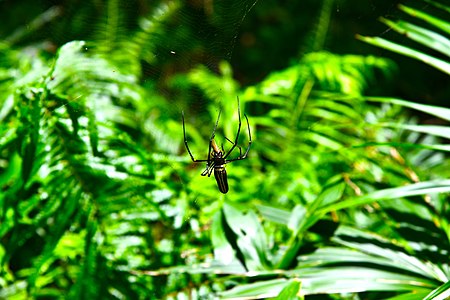 D85 4398 Spider from Phu Langka National Park, Thailand