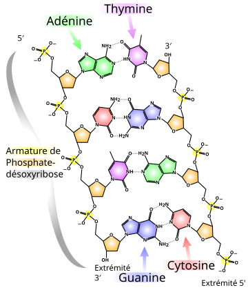 ADN