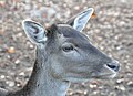 Fallow Deer (Dama dama) Damhirsch