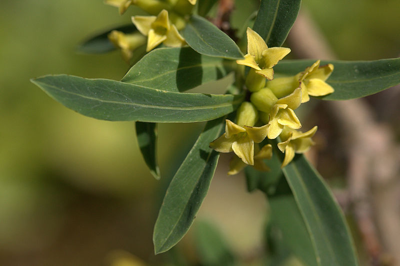 File:Daphne giraldii flowers.jpg