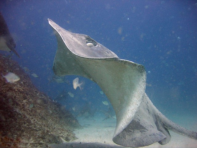 Stingrays get thrust from large pectoral fins.