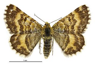 <i>Dasyuris catadees</i> Species of moth endemic to New Zealand