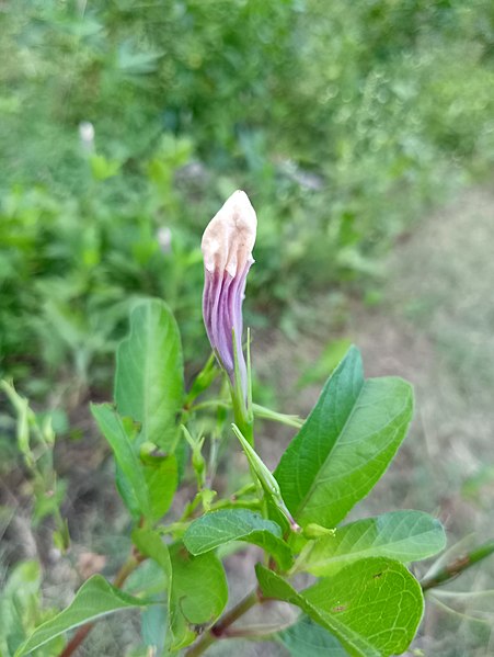 File:Datura metel white.jpg