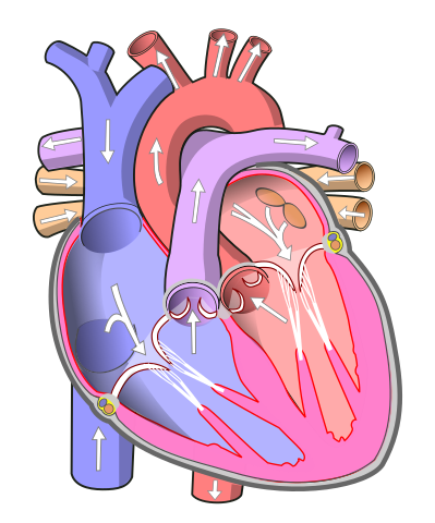 File:Diagram of the human heart (no text).svg - Wikimedia Commons