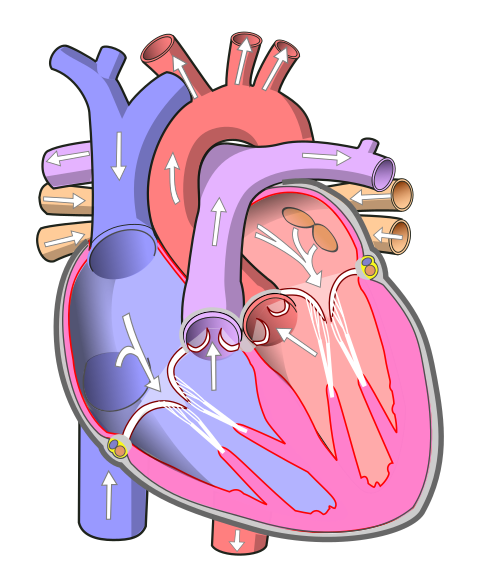 File:Diagram of the human heart (no text).svg - Wikimedia ...