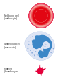Diagram of three different types of blood cell CRUK 049.svg