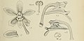 Trichoglottis orchidea (as syn. Trichoglottis cirrhifera) figure 461 in: Johannes Jacobus Smith: Die Orchideen von Java Figuren-Atlas - 6. Heft Leiden (1914) (Detail)