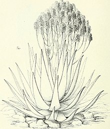 Die Pflanzenwelt Afrikas, insbesondere seiner tropischen Gebiete - Grundzge der Pflanzenverbreitung im Afrika und die Charakterpflanzen Afrikas (1910) (20317809974) .jpg