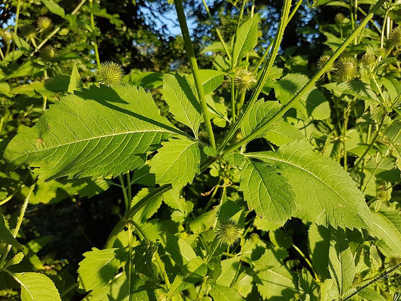 File:Dipsacus strigosus sl4.jpg