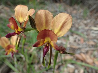 <i>Diuris jonesii</i> Species of orchid