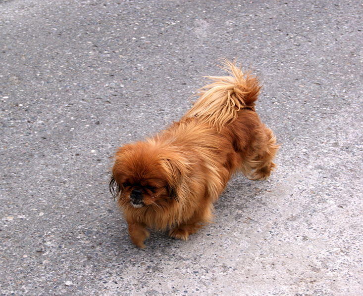 File:Dog 25 (1).JPG