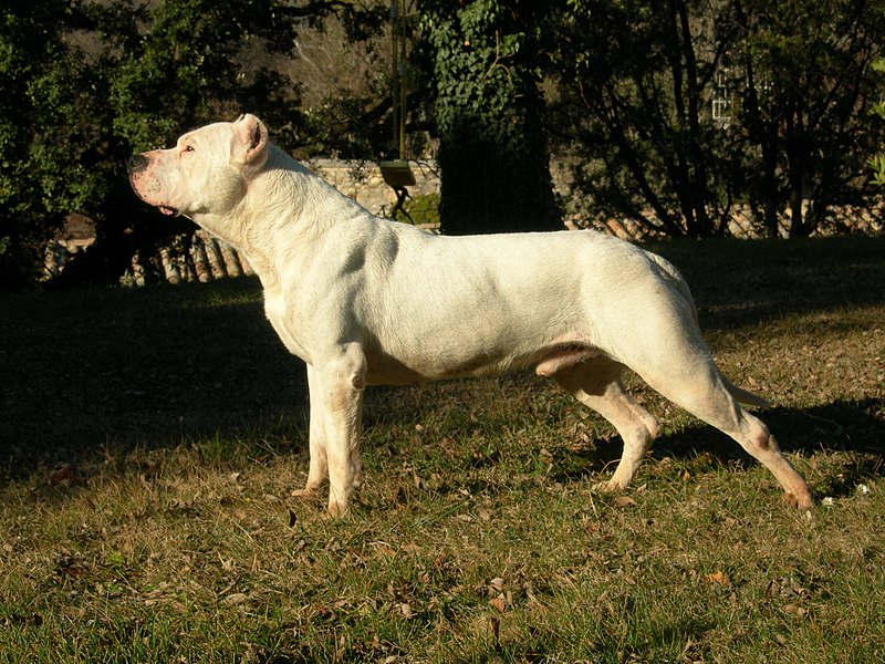 Dogo Argentino - Wiktionary, the free dictionary