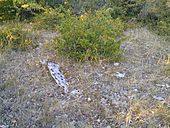 Dolmen d'Auriac no 2