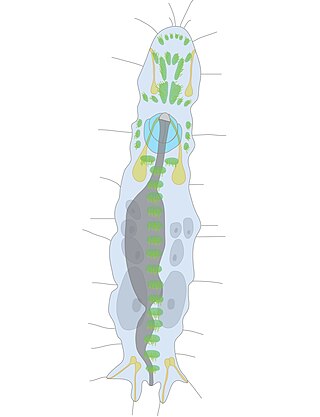 <i>Diurodrilus</i> Genus of annelid worms