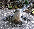 Eastern Water Dragon (Physignathus lesueurii lesueurii) Brisbane Botanical Gardens