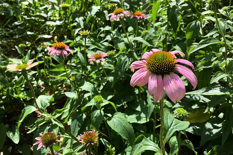 File:Echinacea purpurea, umn - Flickr - odako1.jpg